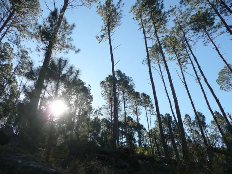 EL DURAZNO - CALAMUCHITA - VENDO CAMPO